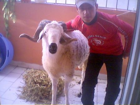 le mouton