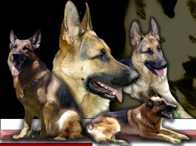 berger allemands